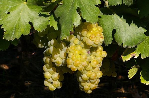 moscato-asti-grape-bunch