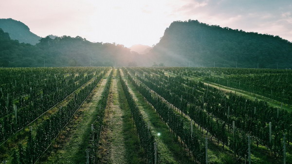 Winter in the Vineyard at GranMonte 3