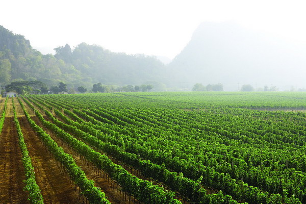 Winter in the Vineyard at GranMonte 5