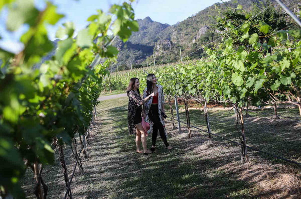 Winter in the Vineyard at GranMonte คู่แม่-ลูก ศุภมาส-จิราภา ลักษณวิศิษฏ์