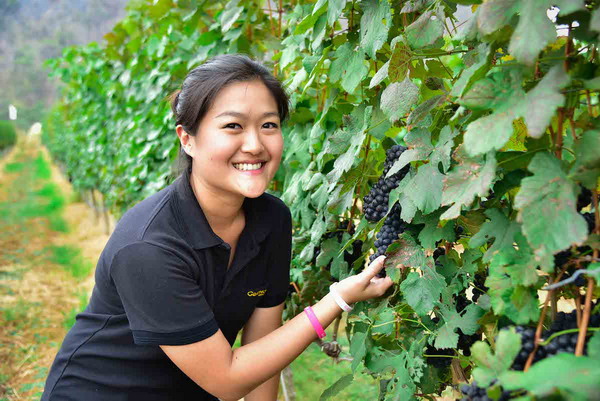 Winter in the Vineyard at GranMonte นิกกี้-วิสุตา โลหิตนาวี